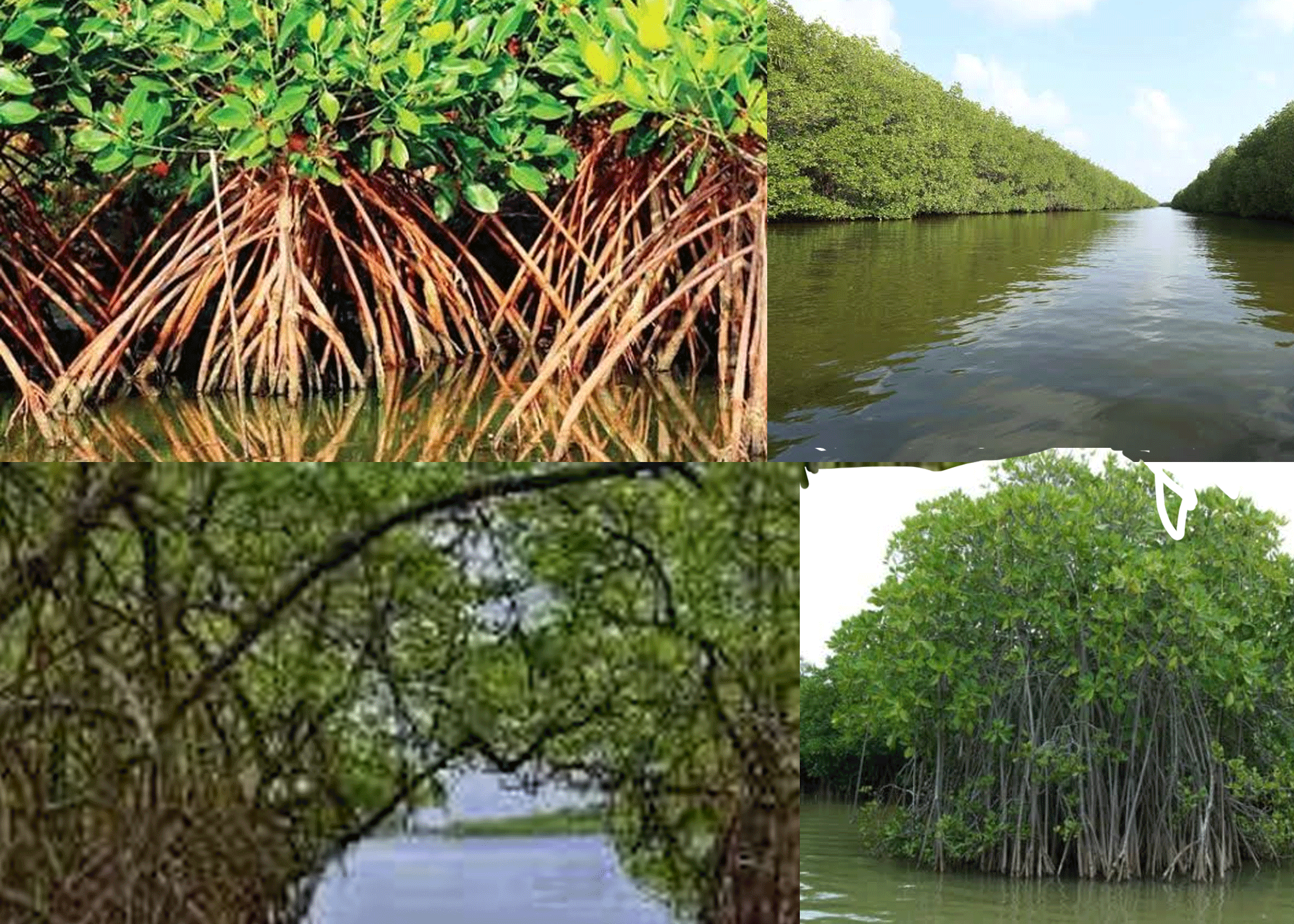 කඩොලාන පරිසර පද්ධති සුරැකීමේ ජාත්‍යන්තර දිනය අදයි